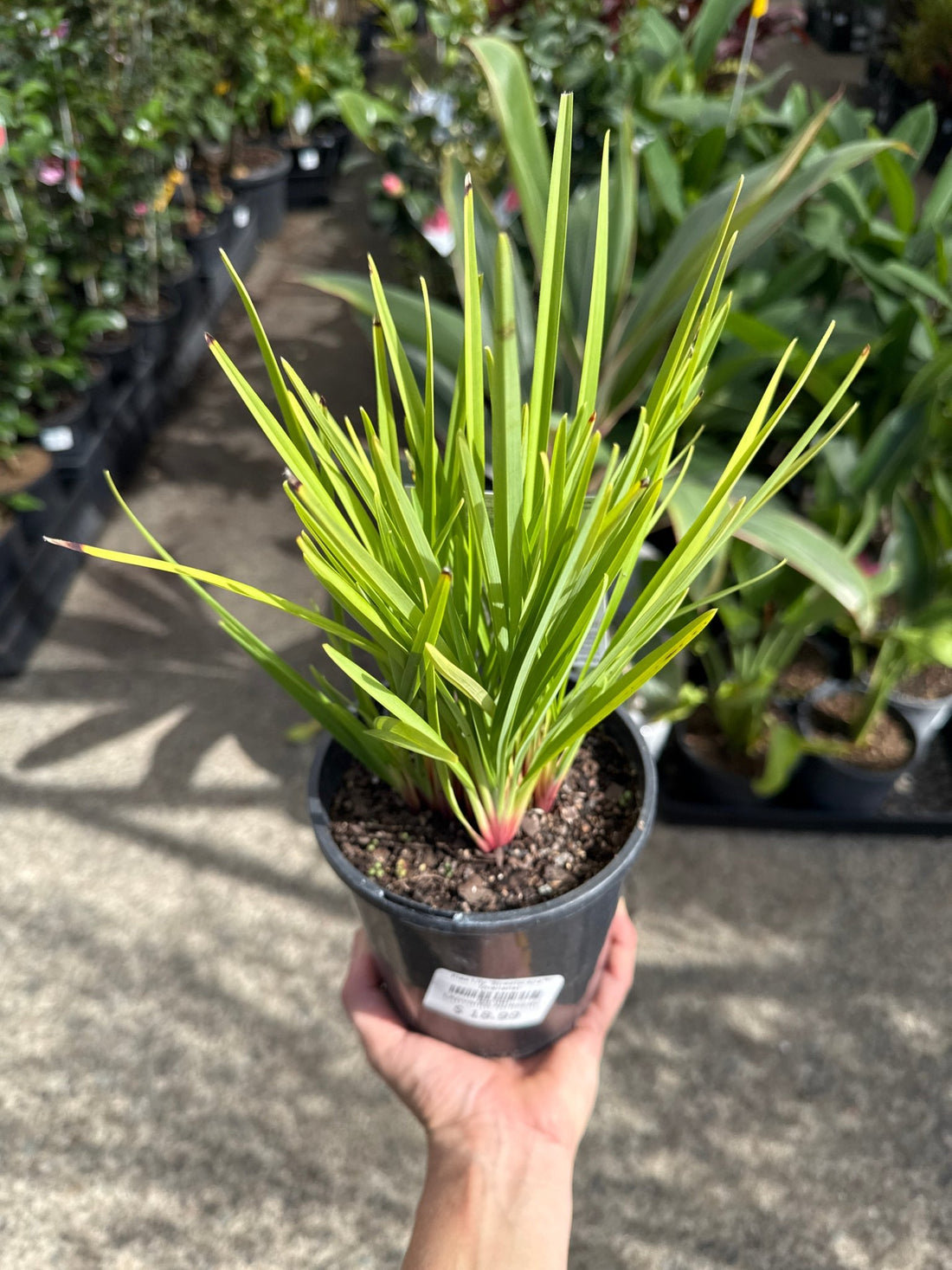 Flax Lily 'Streetscape™' (Dianella) - Ladybird Nursery