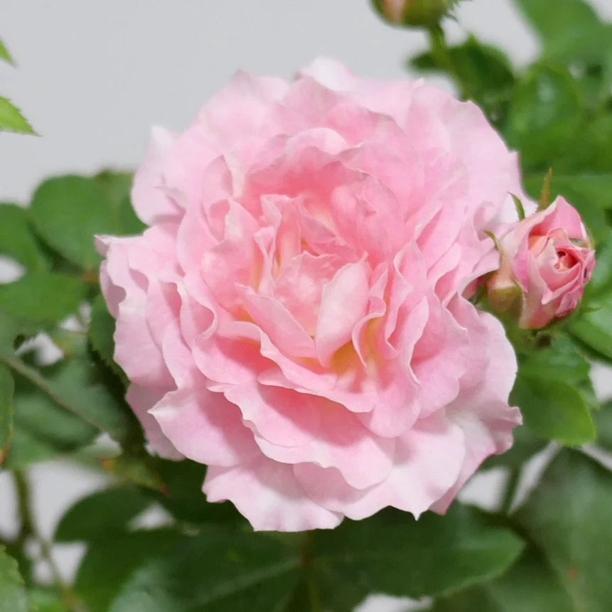 Rosa Terrazza® Neptune King (Rosa)