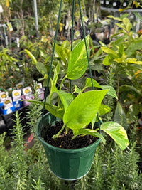Pothos 'Green and Gold' Hanger MEDIUM