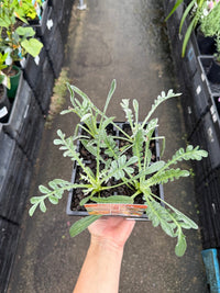 Gazania Silver Leaf Mix - 4cell pot (PICK UP ONLY) - Ladybird Nursery