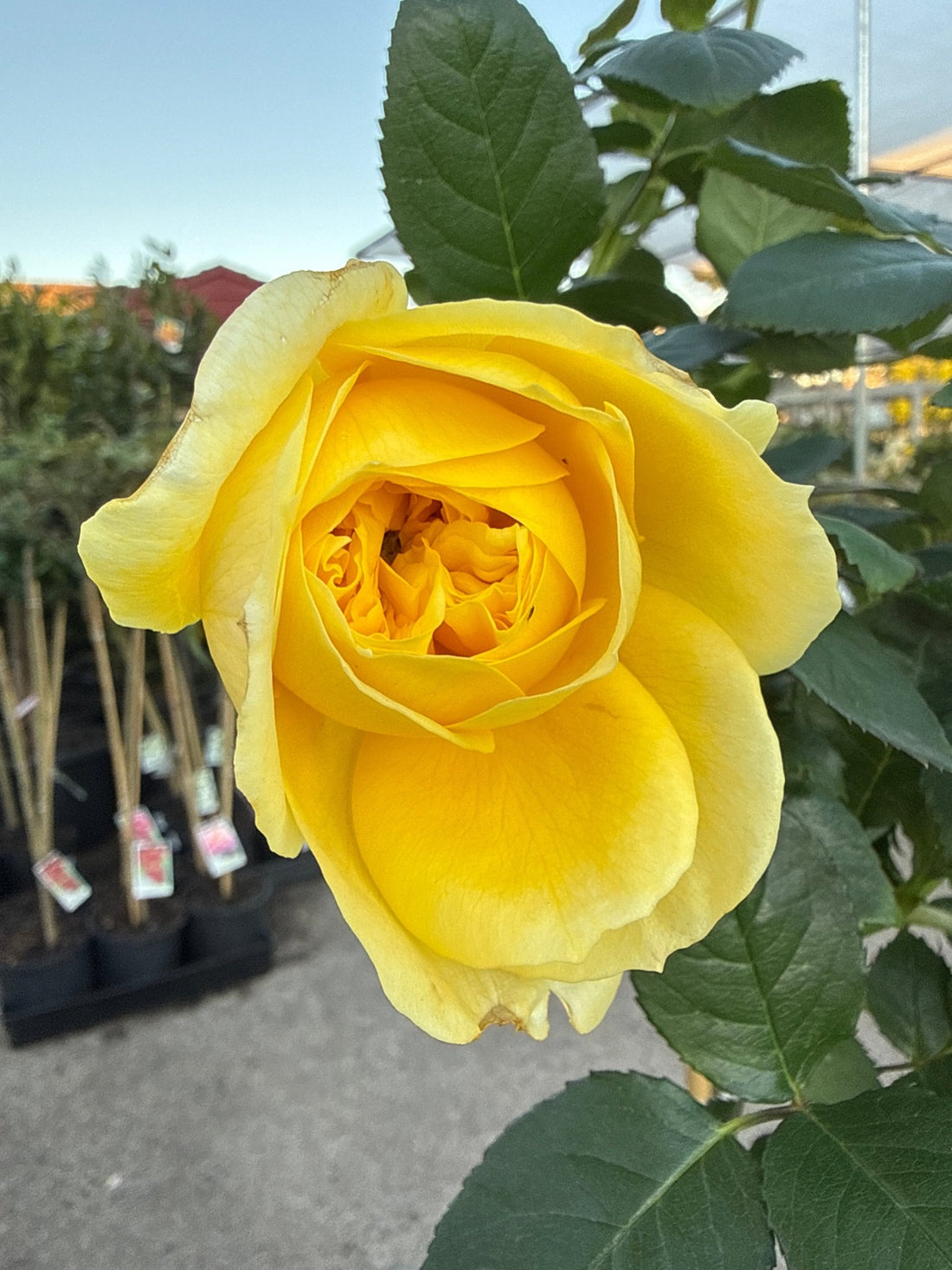 Rose 'Kabuki' - 3ft Standard (PICKUP ONLY) - Ladybird Nursery
