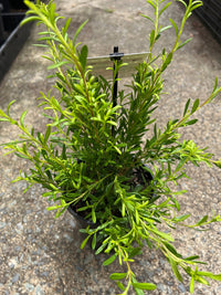 Darkside (Crowea) - Ladybird Nursery
