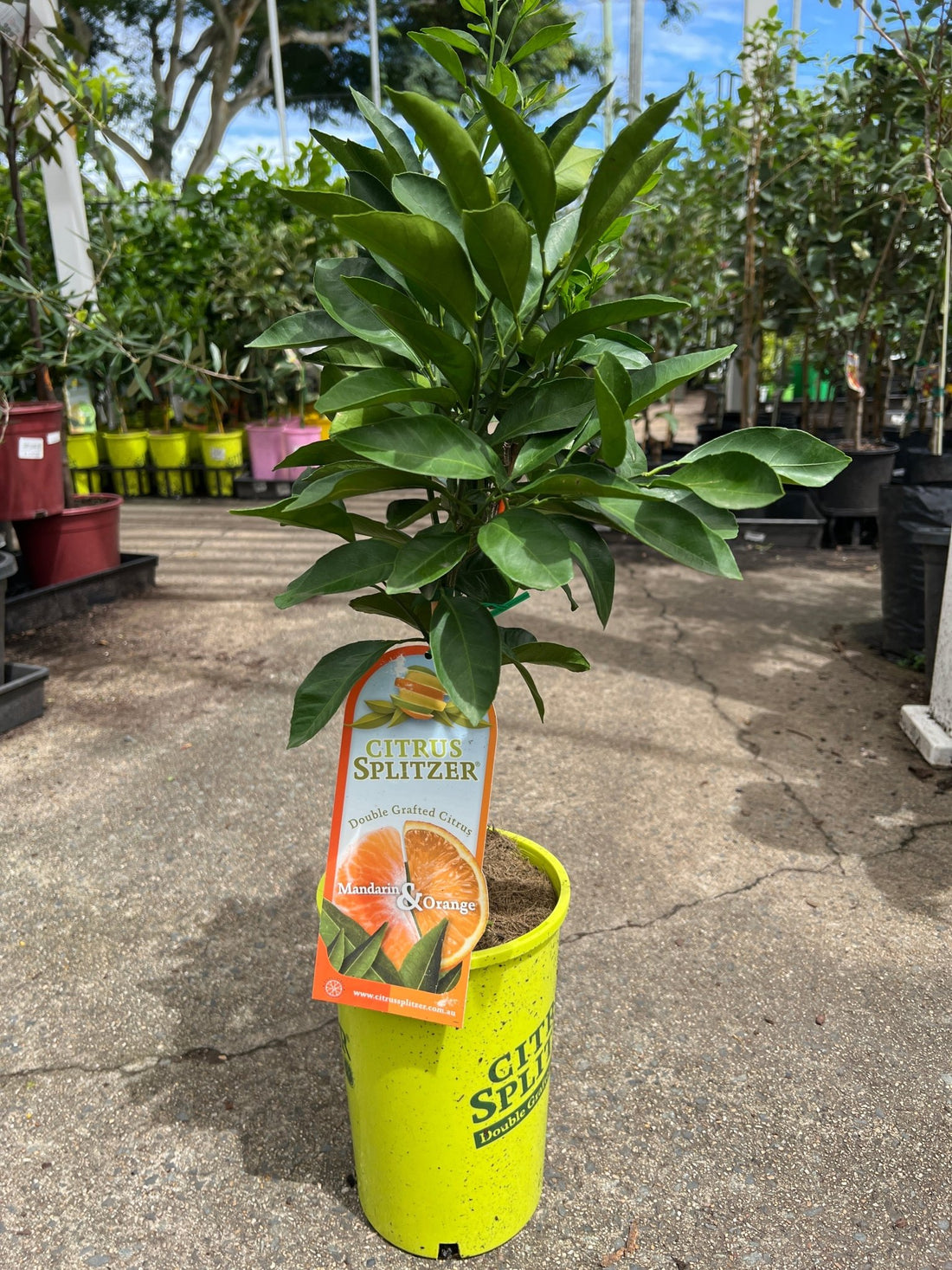 Mandarin & Orange Tree (QLD Only) - Ladybird Nursery