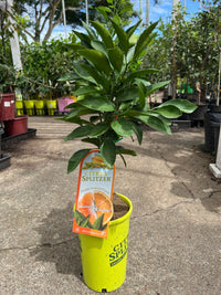 Mandarin & Orange Tree (QLD Only) - Ladybird Nursery