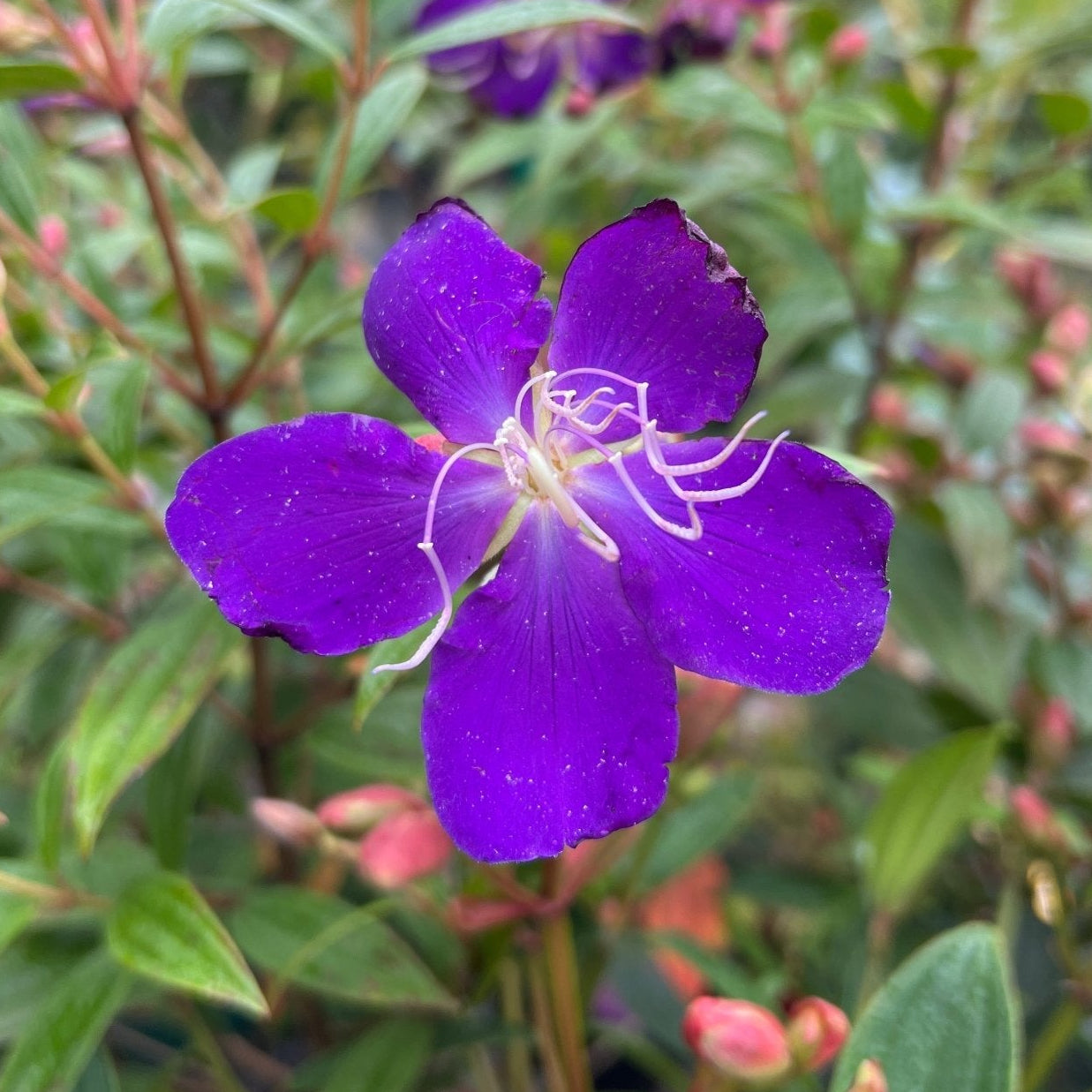 Tibouchina 'Jazzie' - Ladybird Nursery