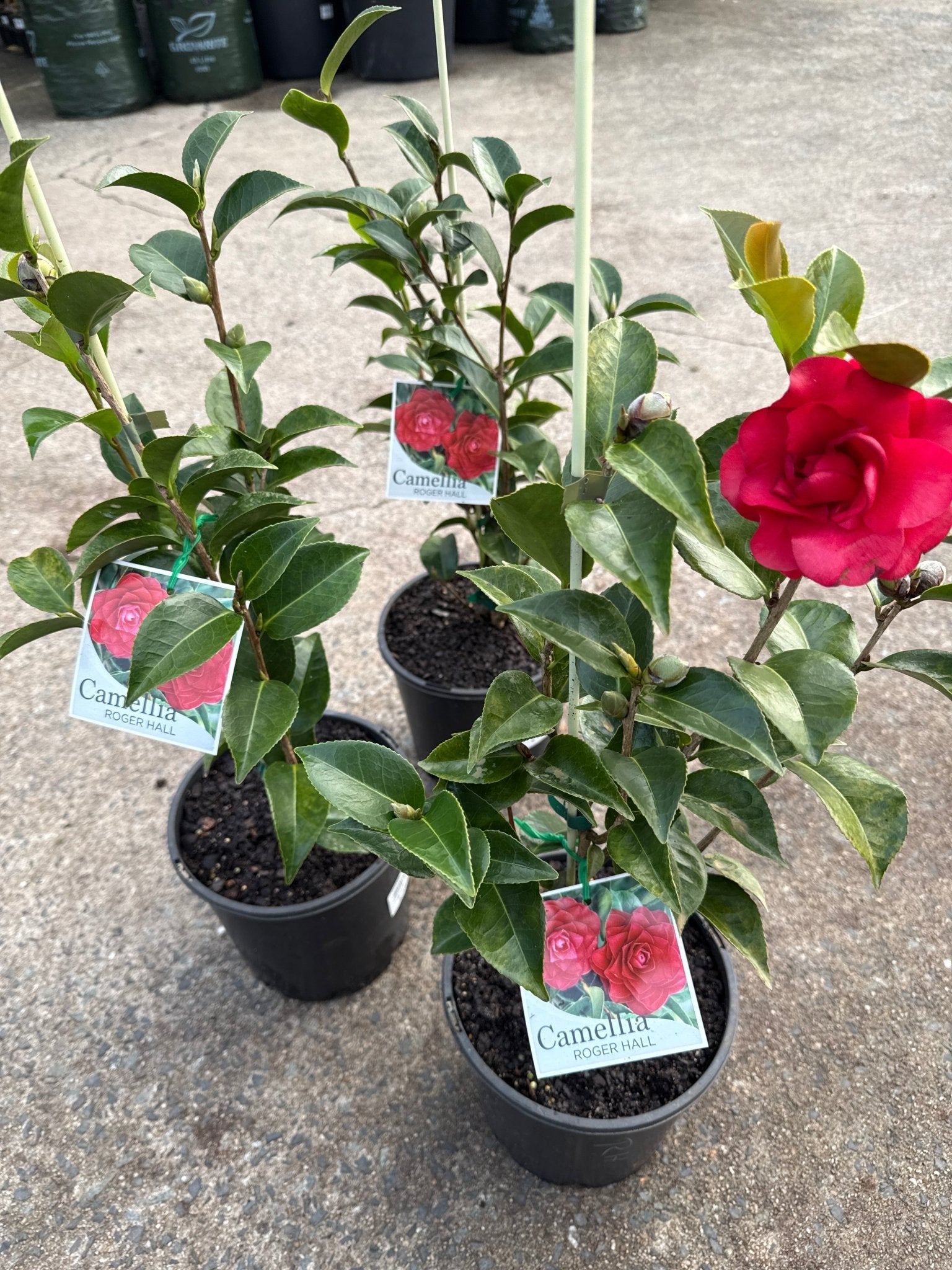 Camellia 'Roger Hall' (Camellia japonica) - Ladybird Nursery