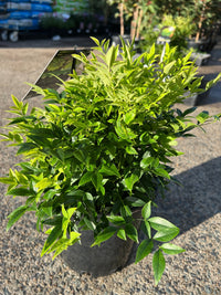 Heavenly Bamboo Magical Lemon Lime™ (Nandina domestica) - Ladybird Nursery