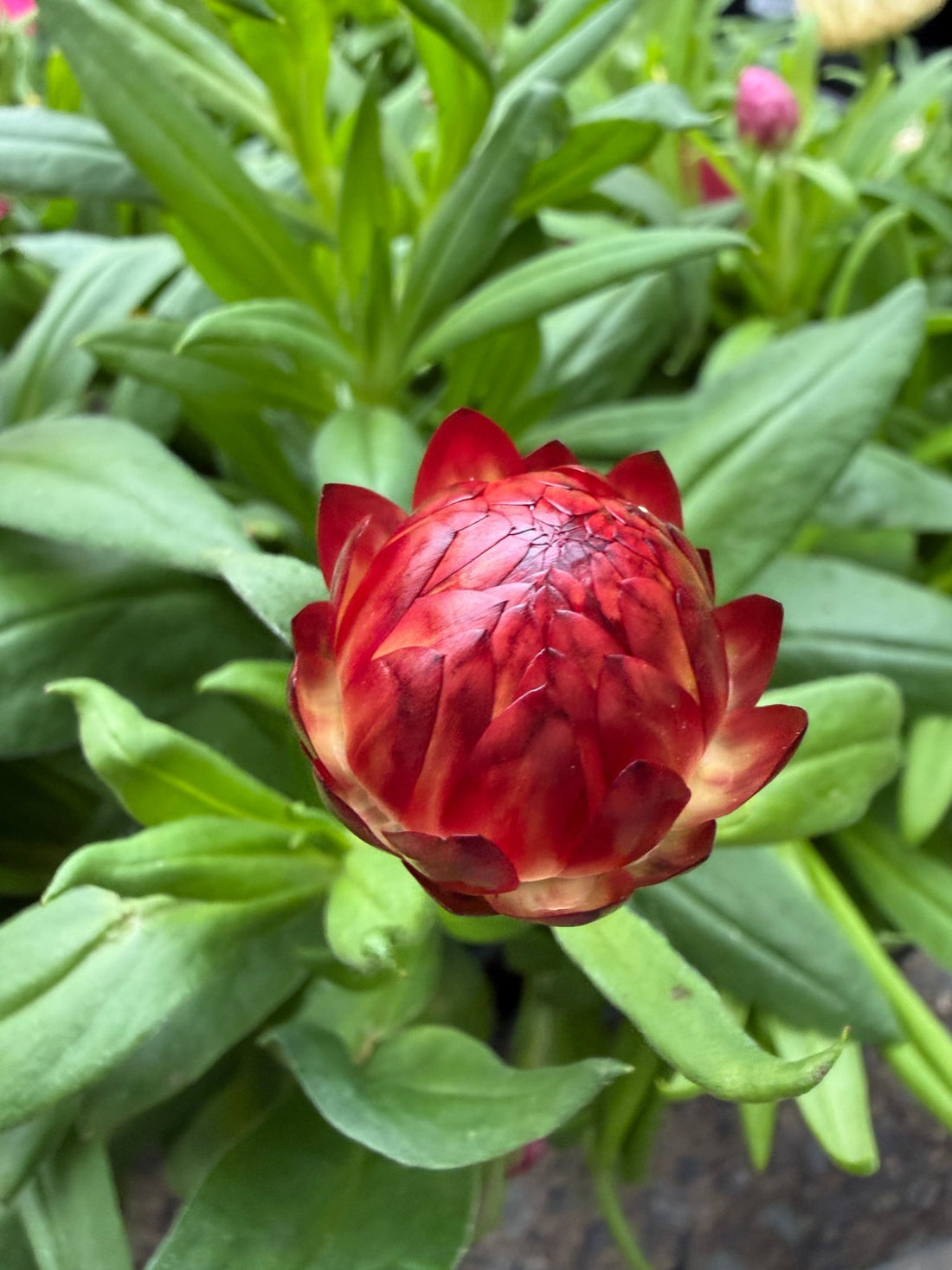 Paper Daisy 'Granvia' (Bracteantha bracteata) - Ladybird Nursery