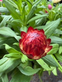 Paper Daisy 'Granvia' (Bracteantha bracteata) - Ladybird Nursery