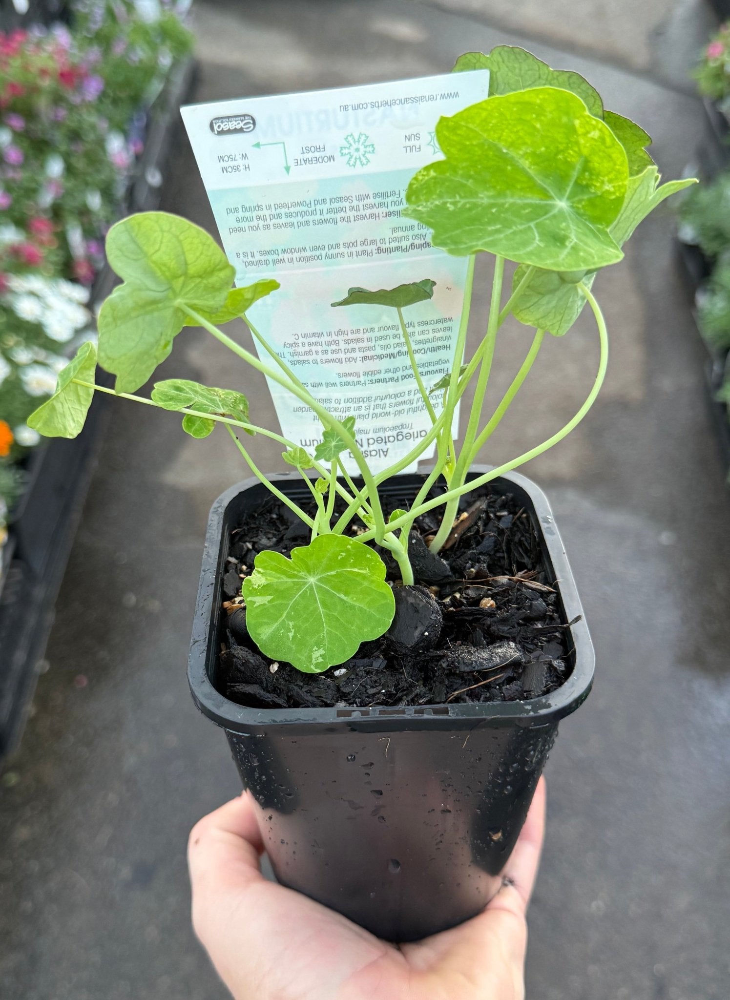 Nasturtium 'Alaska' (Tropaeolum majus) - Ladybird Nursery