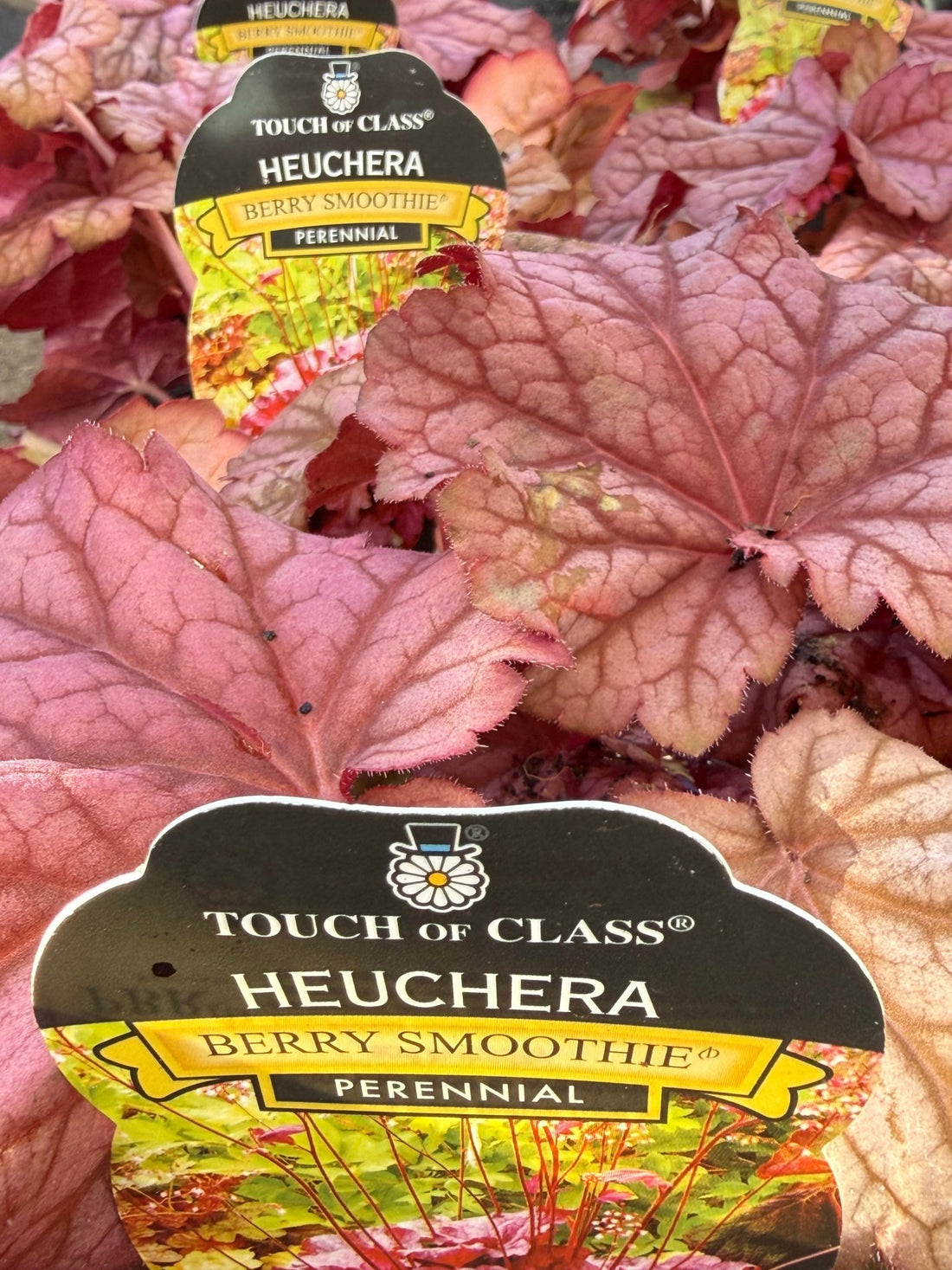 Heuchera 'Berry Smoothie' - Ladybird Nursery