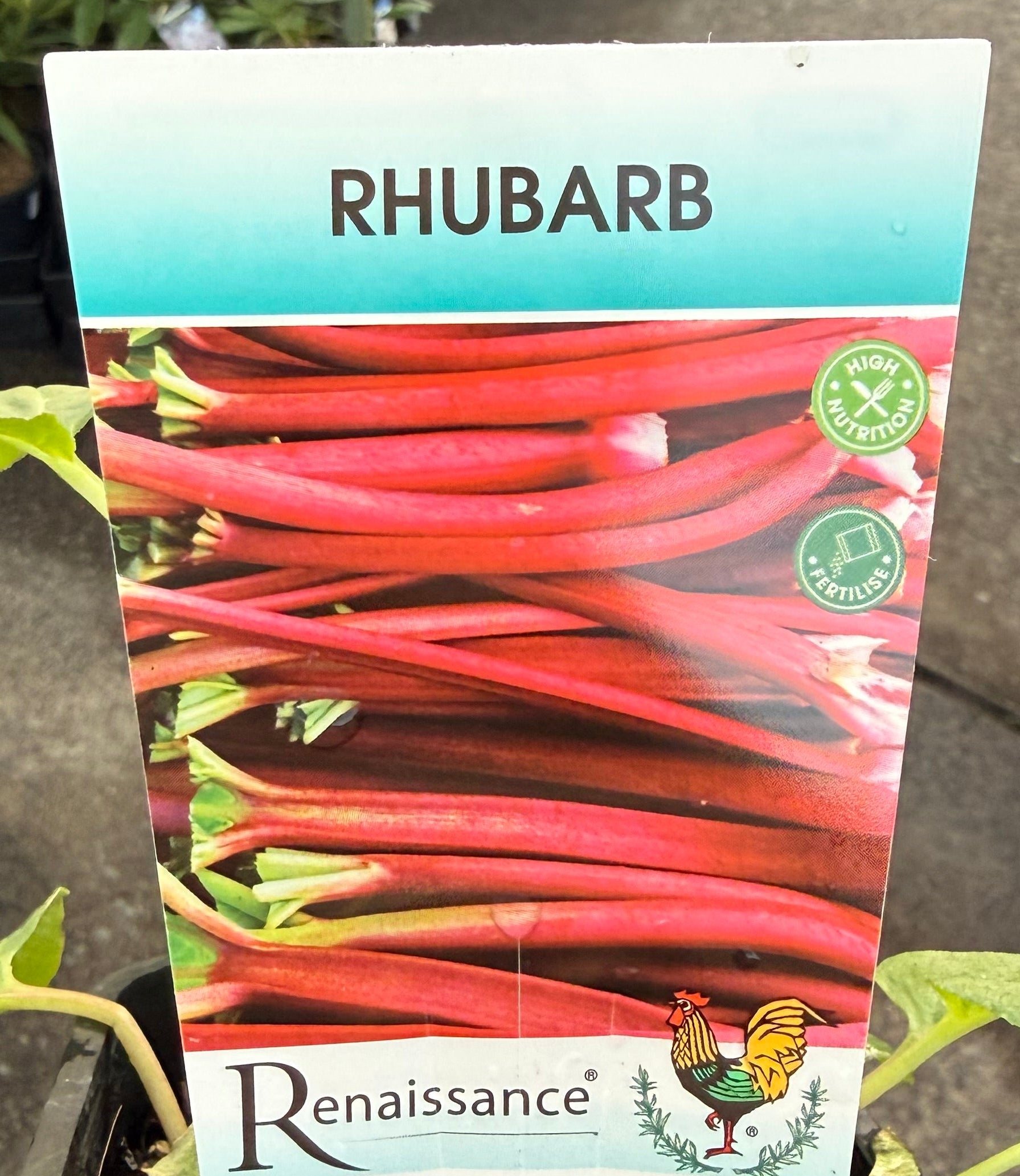 Rhubarb (Rheum rhabarbarum) - Ladybird Nursery