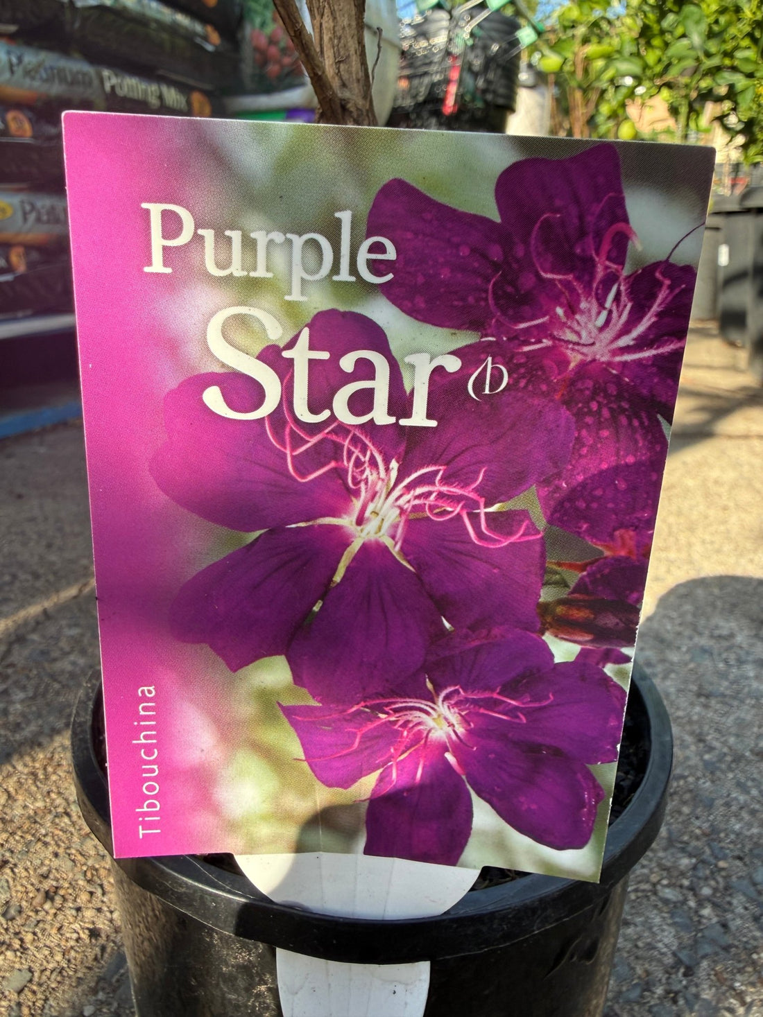Tobouchina Purple Star (Tibouchina) - Ladybird Nursery
