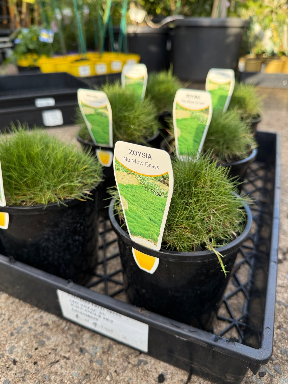 No Mow Grass (Zoysia tenuifolia) - Ladybird Nursery