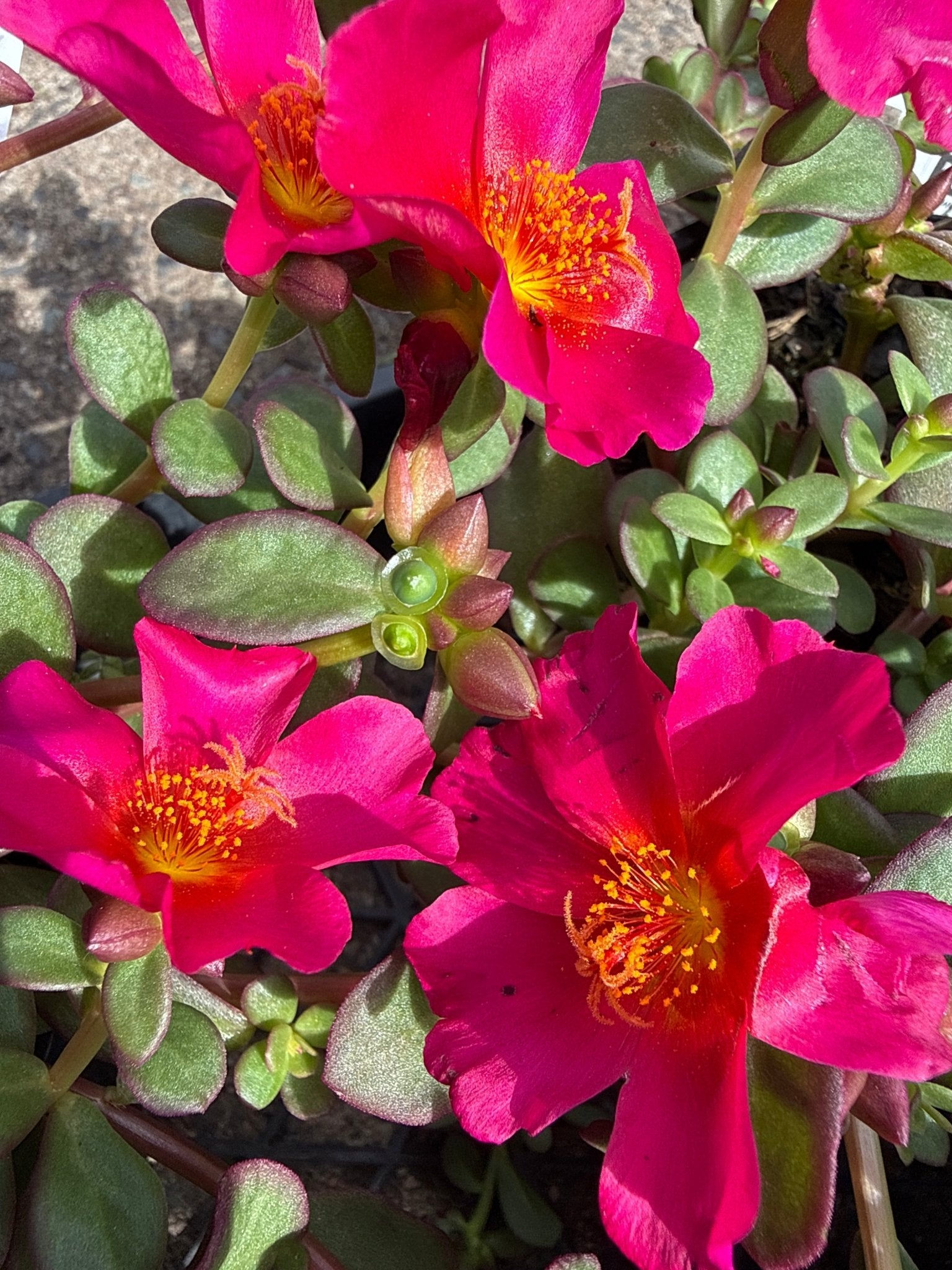 Portulaca Pazzaz 140mm - Ladybird Nursery