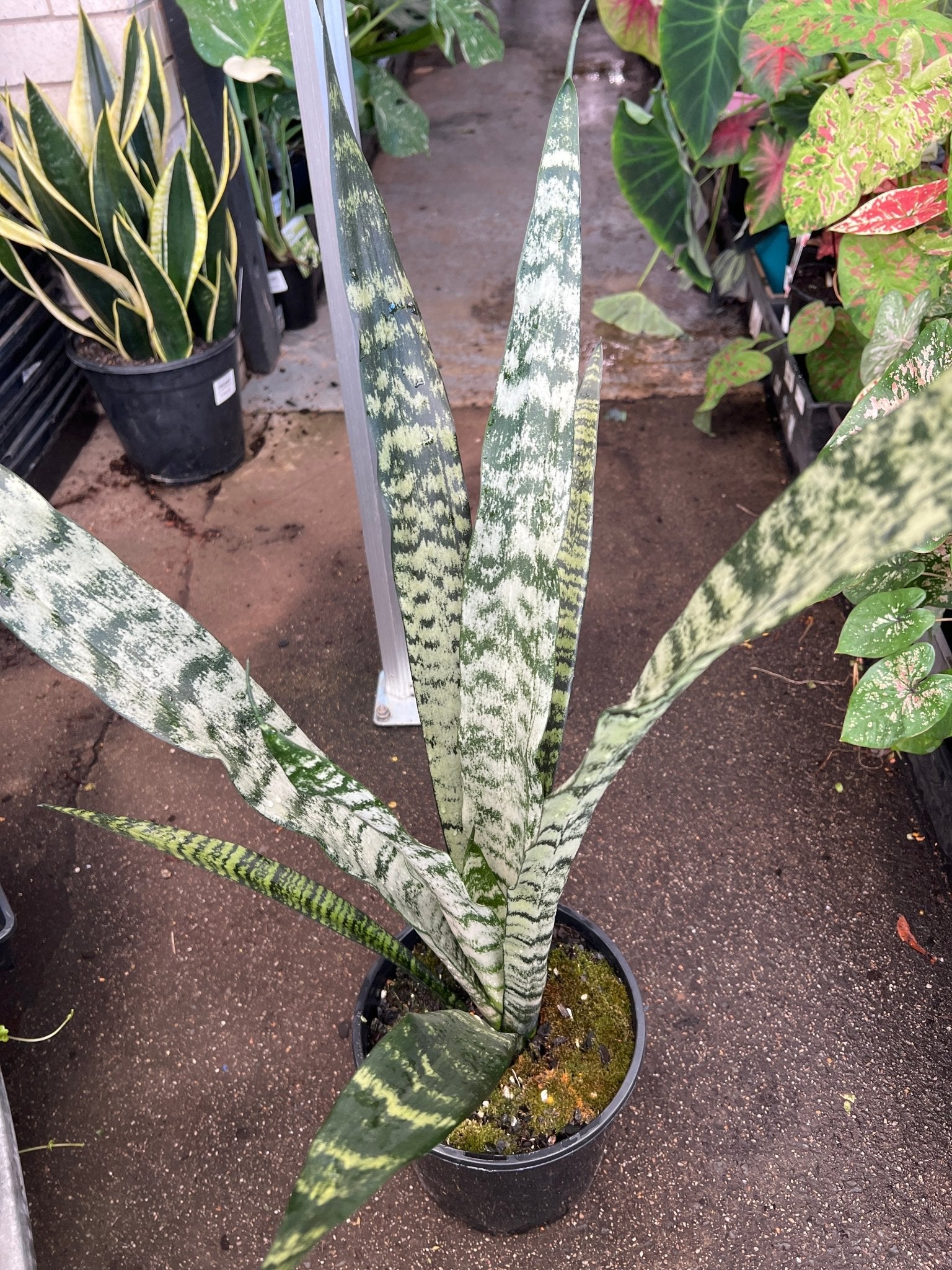 Sansevieria 'Trifasciata' - Ladybird Nursery