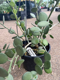 Silver Dollar Vine (Xerosicyos danguyi) - Ladybird Nursery