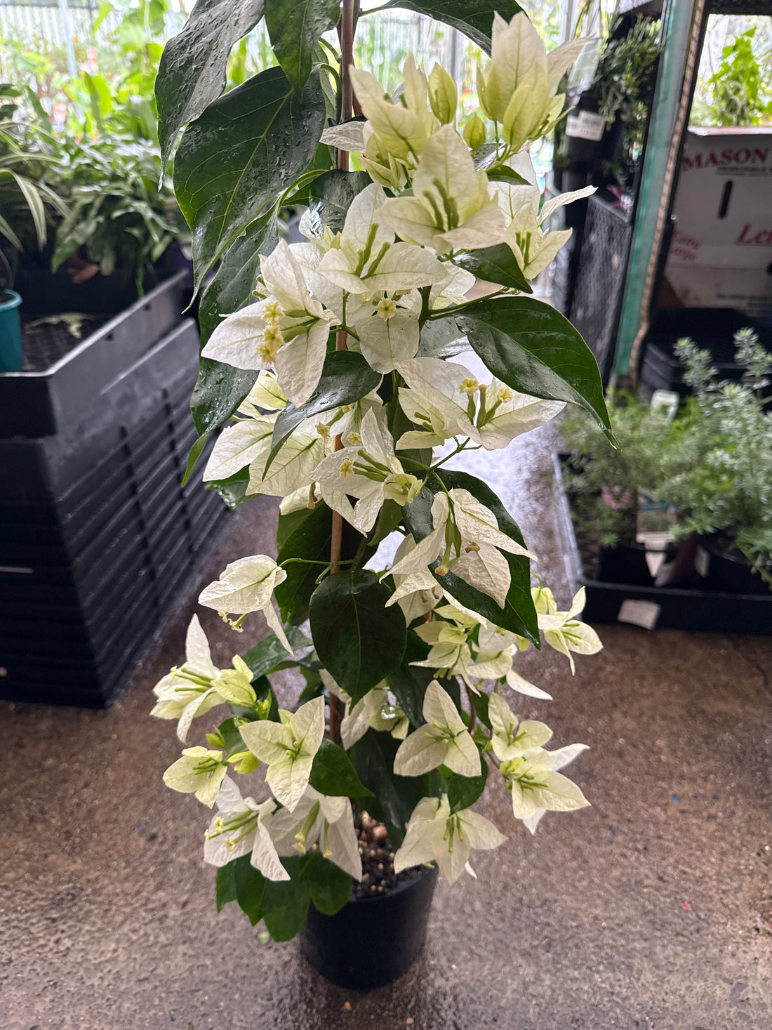 Bougainvillea 'Mauna Kea' (Bougainvillea glabra) - Medium