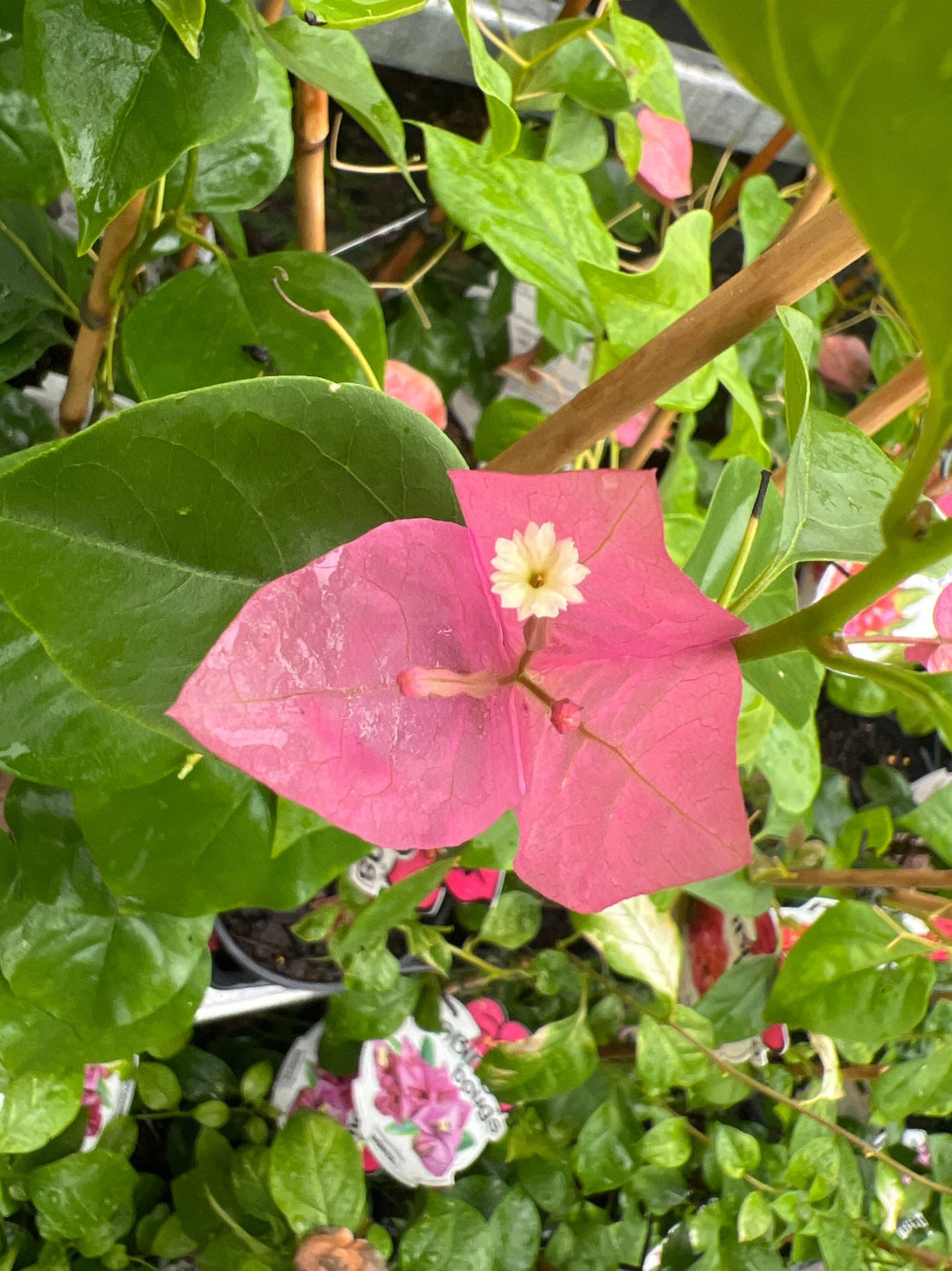 Bougainvillea 'Penni' (Bougainvillea Bambino™) - Ladybird Nursery