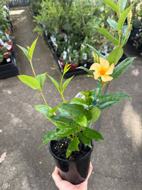 Mandevilla ‘Sun Parasol Gold’ - Ladybird Nursery