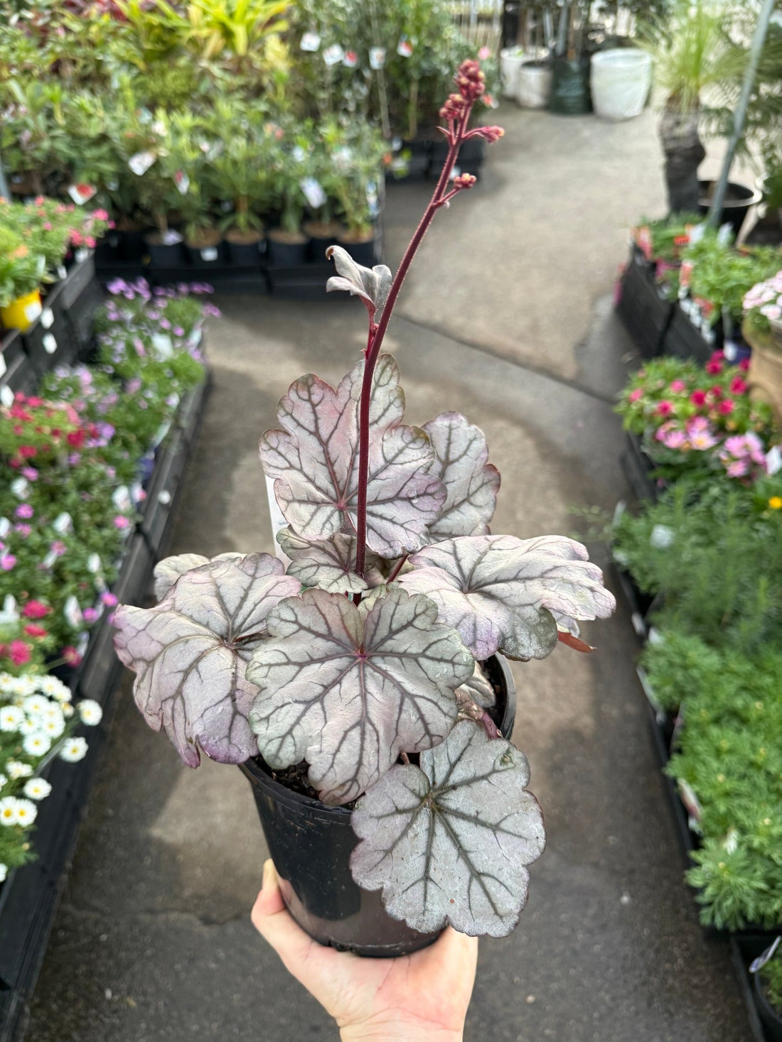 Heuchera 'Sugar Plum' - Ladybird Nursery