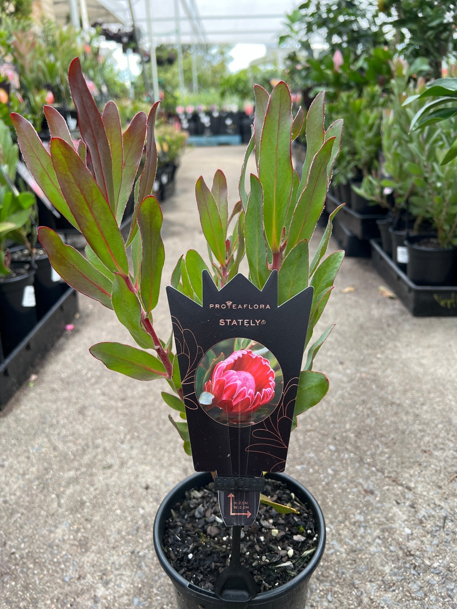 Protea 'Stately' - Ladybird Nursery
