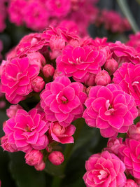 Kalanchoe ‘Turner’ (Kalanchoe calandiva) - Ladybird Nursery