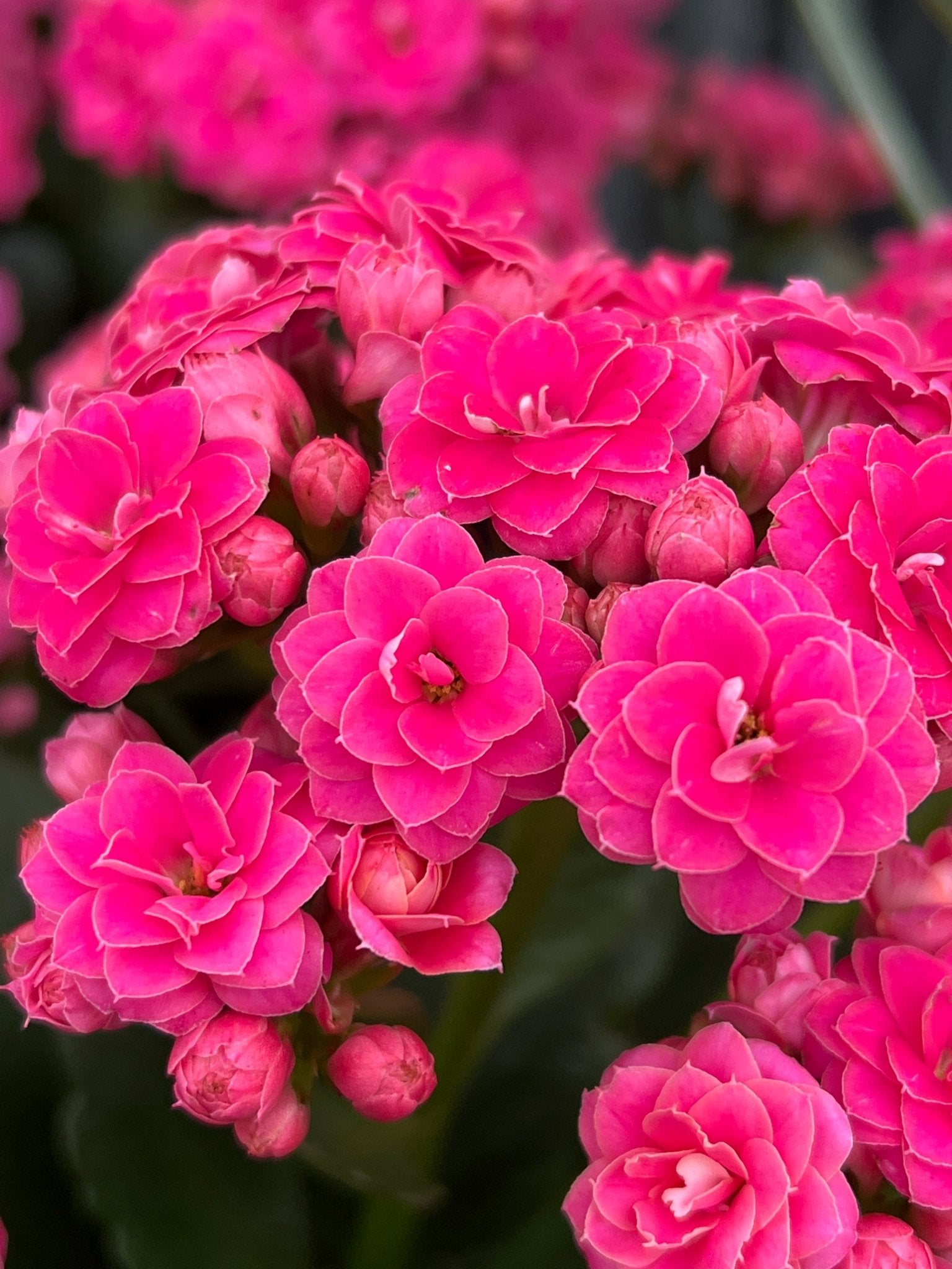 Kalanchoe ‘Turner’ (Kalanchoe calandiva) - Ladybird Nursery
