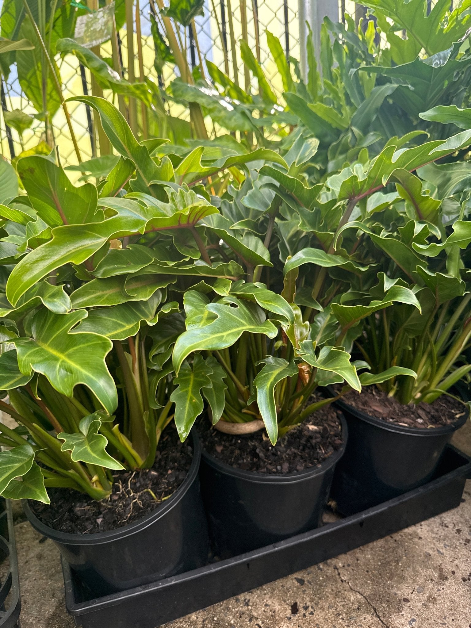 buy philodendron xanadu sydney Philodendron 'Xanadu' Plant – Buy Now! – Ladybird Nursery