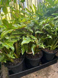 Philodendron 'Xanadu' - Large - Ladybird Nursery
