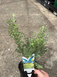 Coastal Rosemary NARINGA™ (Westringia hyb.) - Ladybird Nursery