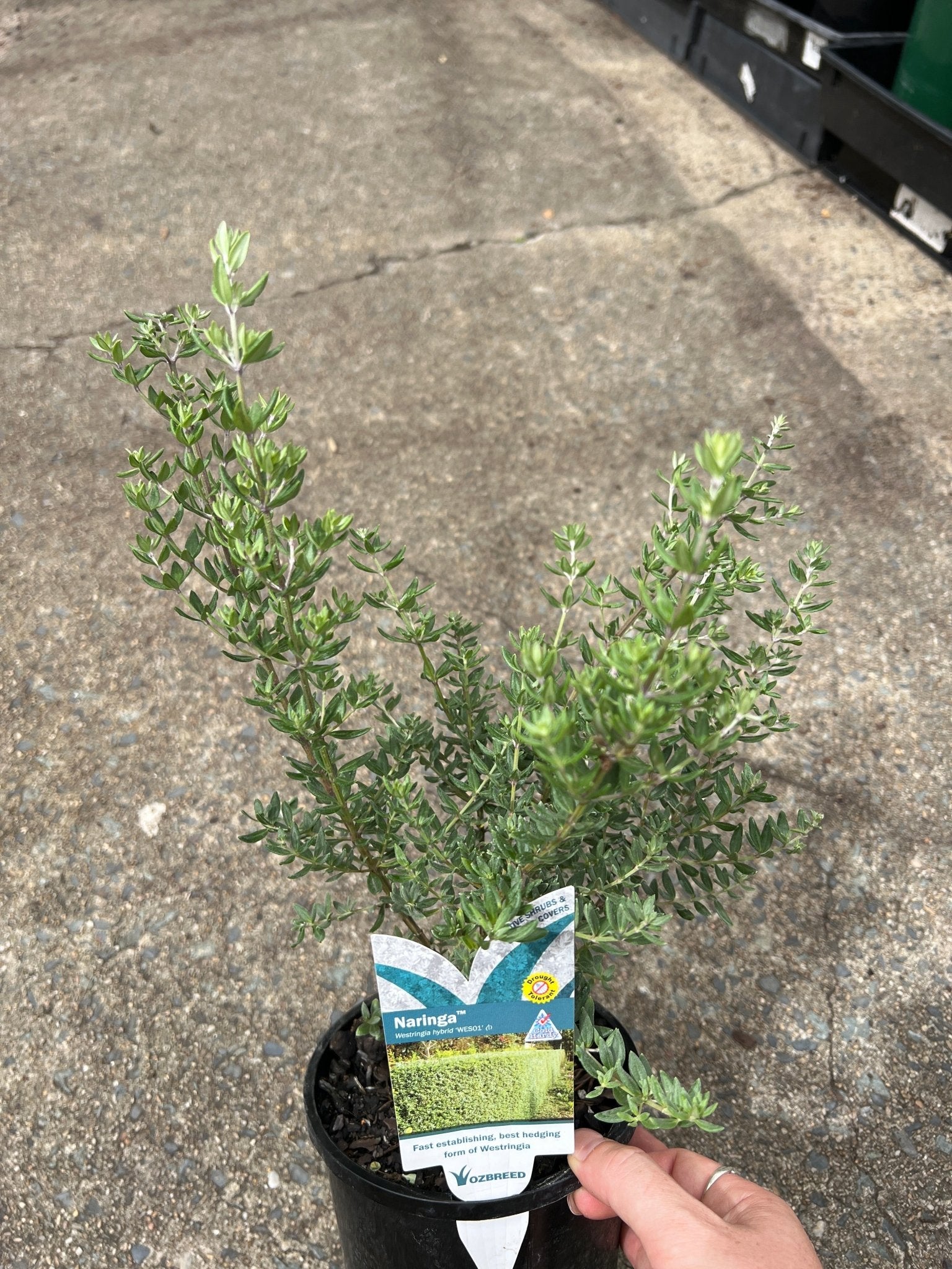 Coastal Rosemary NARINGA™ (Westringia hyb.) - Ladybird Nursery