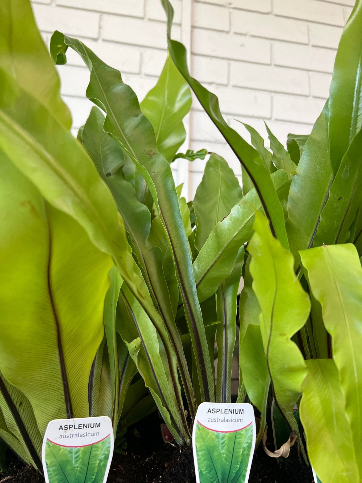 birds nest fern for sale melbourne Birds Nest Fern Plant – Buy Now! – Ladybird Nursery
