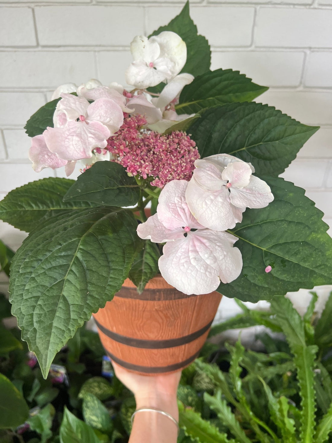 Wine Barrel Pot (PICK UP ONLY) - Ladybird Nursery