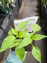 Chilli ‘Sriracha’ - Ladybird Nursery