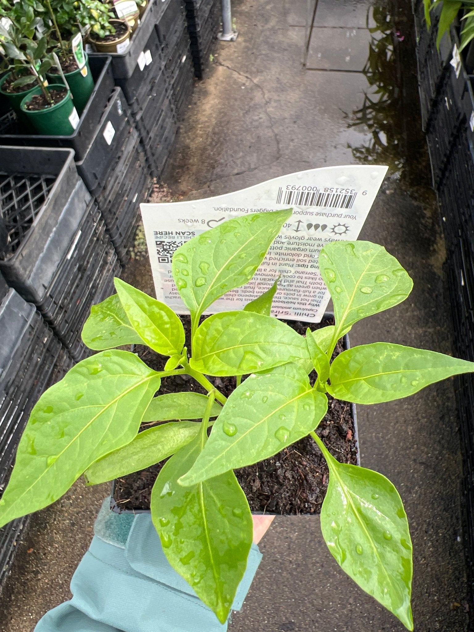 Chilli ‘Sriracha’ - Ladybird Nursery