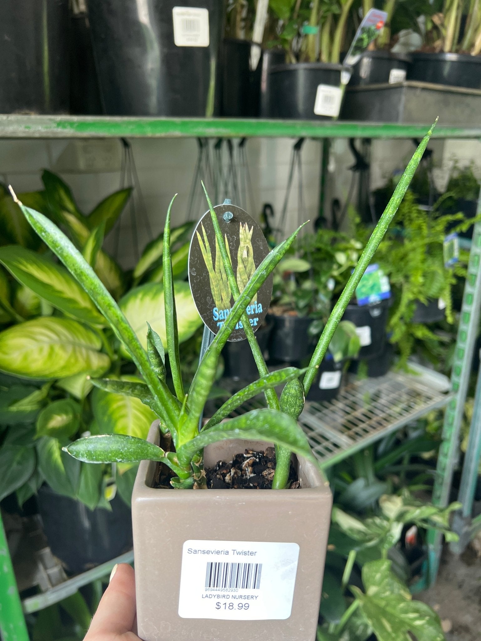 Twister plant in ceramic pot - Ladybird Nursery