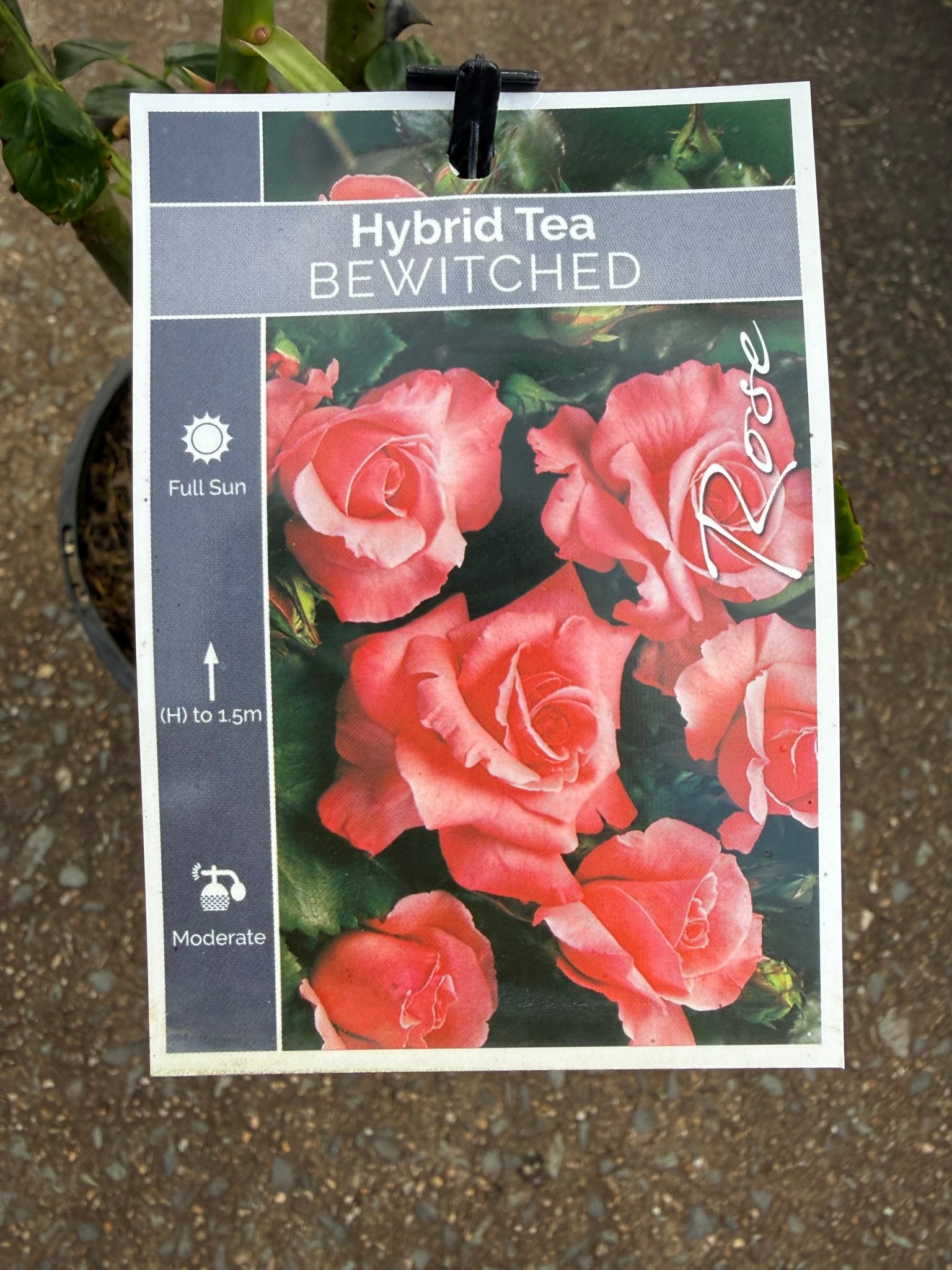 Rose 'Bewitched' (Rosa) - Ladybird Nursery