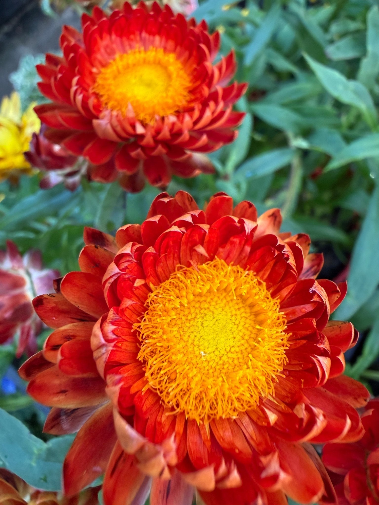 Paper Daisy 'Jumbo Red Ember' (Bracteantha Dreamtime) - Ladybird Nursery