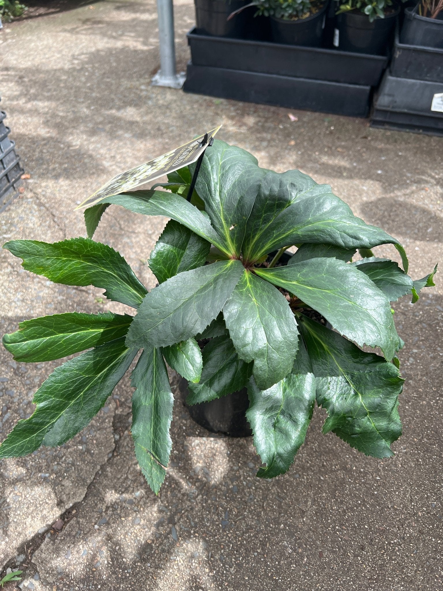 Helleborus Ice N Roses 'White' - Ladybird Nursery