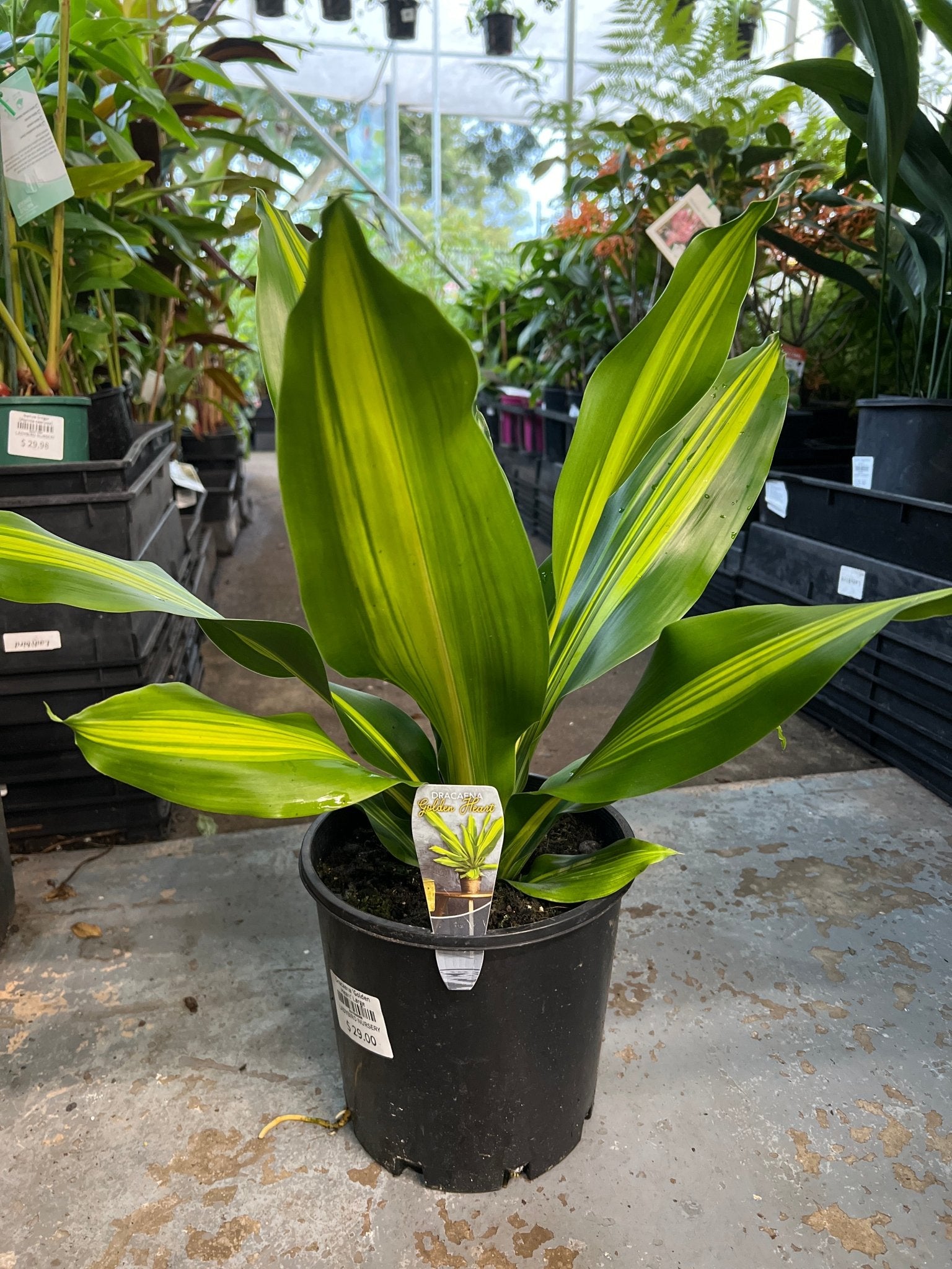 Dracaena 'Golden Heart' Large - Ladybird Nursery