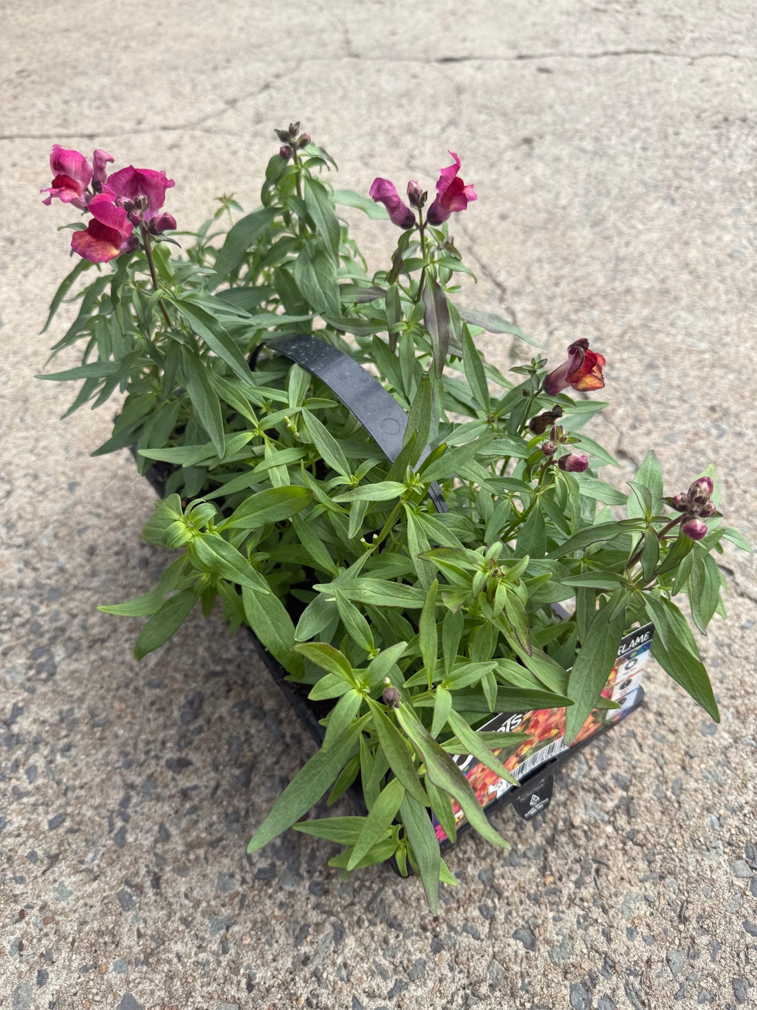 Snapdragon 'Red Flame' 10 Cell (PICK UP ONLY)