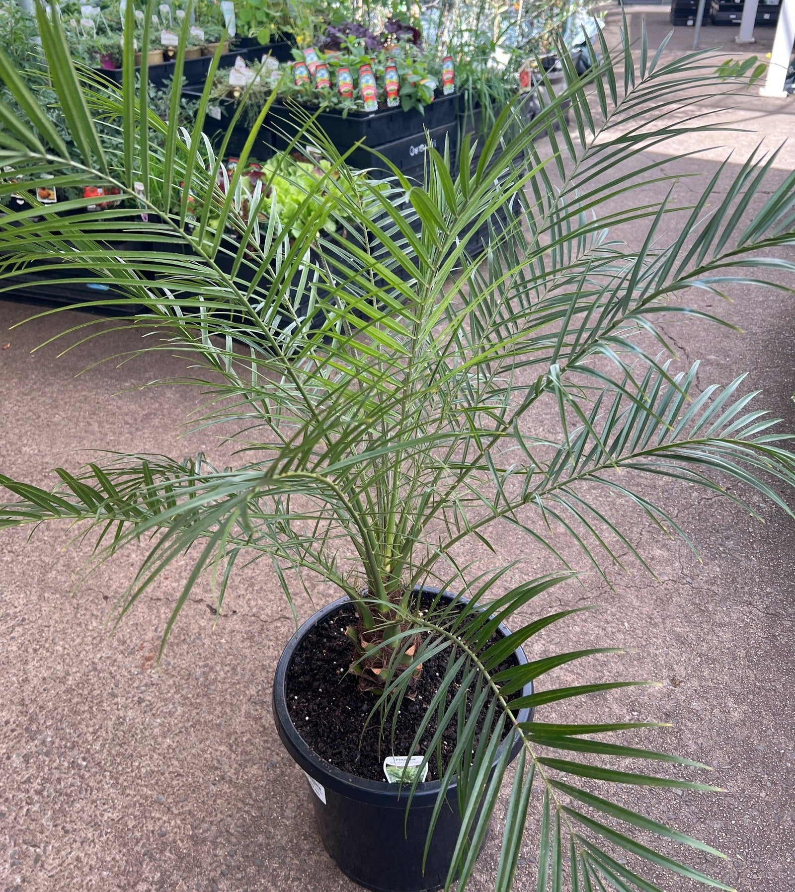 Pygmy Date Palm (Phoenix roebelenii) - Advanced (PICKUP ONLY)