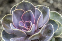 Hens and Chicks Lady (Echeveria Painted)