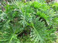 Tree Philodendron (Philodendron selloum) - Ladybird Nursery