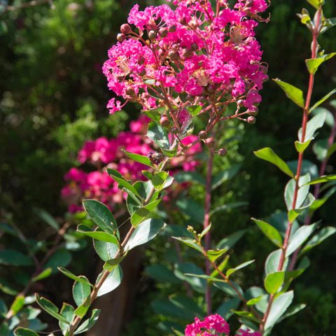 Crepe Myrtle Heliotrope Beauty (Lagerstroemia indica) - Ladybird Nursery
