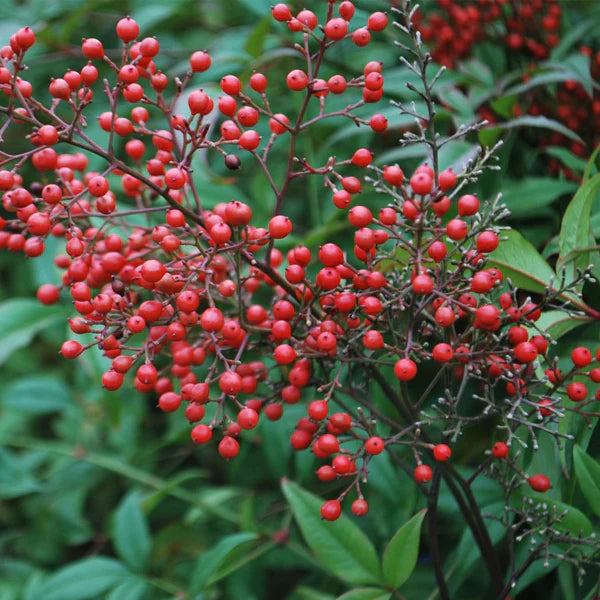 Heavenly Bamboo Colourscape (Nandina domestica)