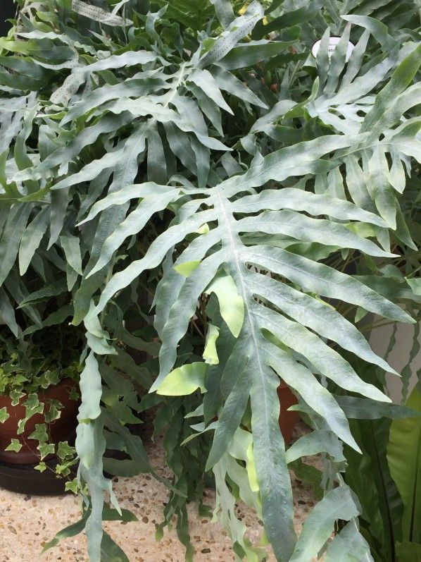 Blue Star Fern (Phlebodium aureum) - Ladybird Nursery