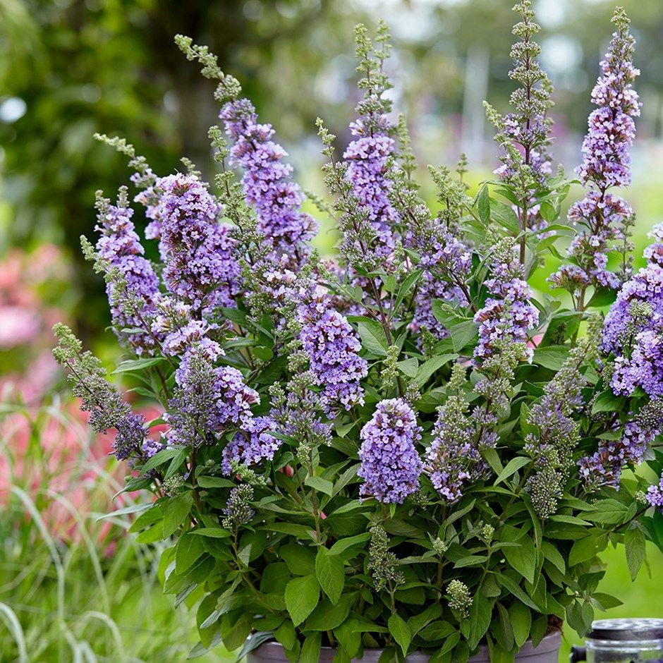 Butterfly Bush Five Purple (Buddleja High) - Ladybird Nursery