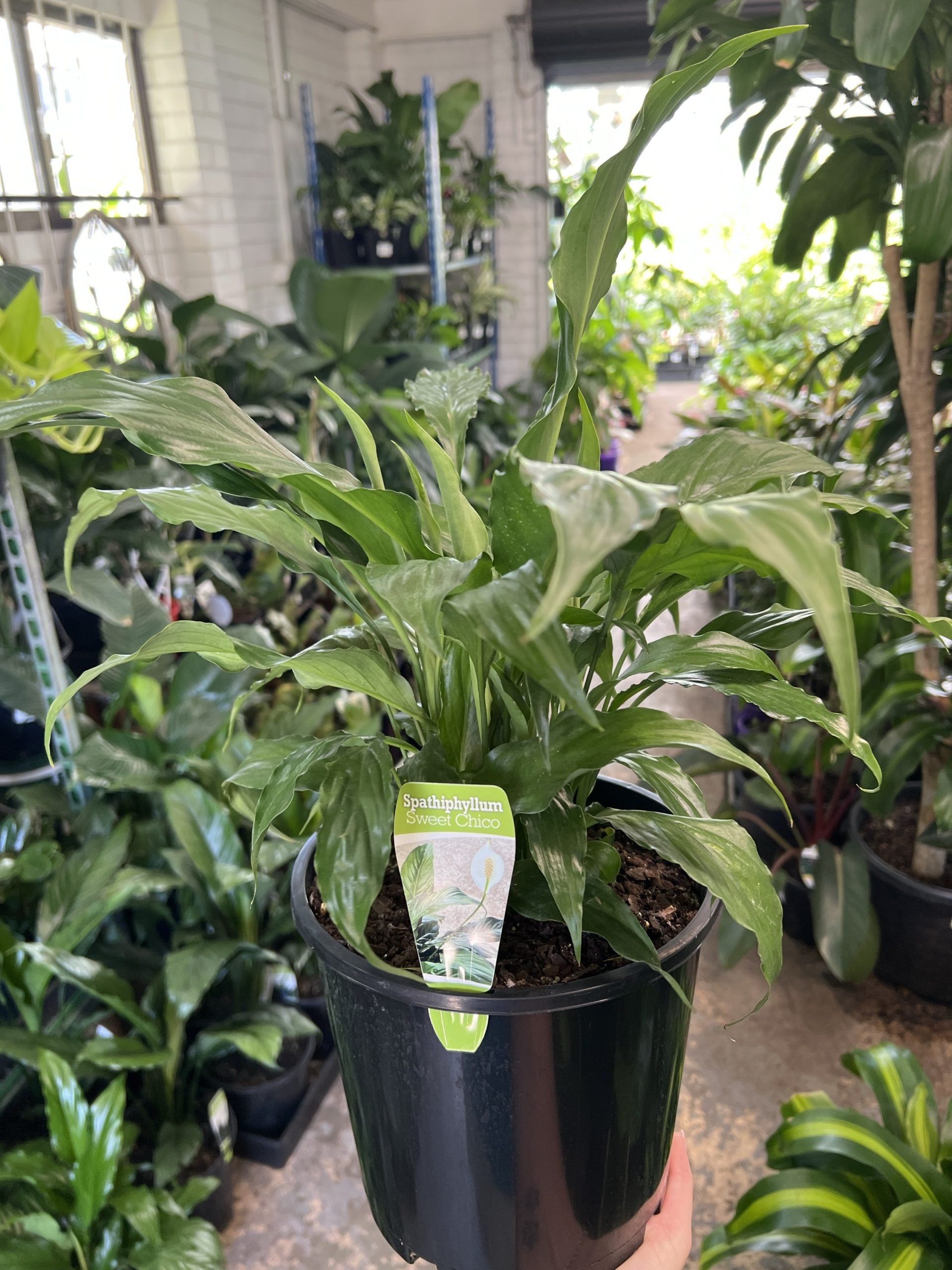 Peace Lily Sweet Chico (Spathiphyllum)
